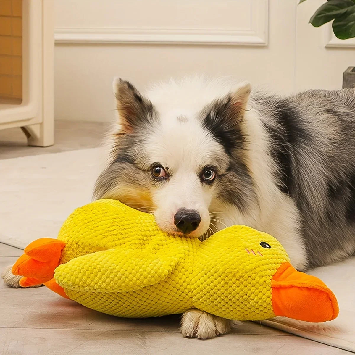 Large Duck Squeaky Chew Toy for Dogs – Petjoy