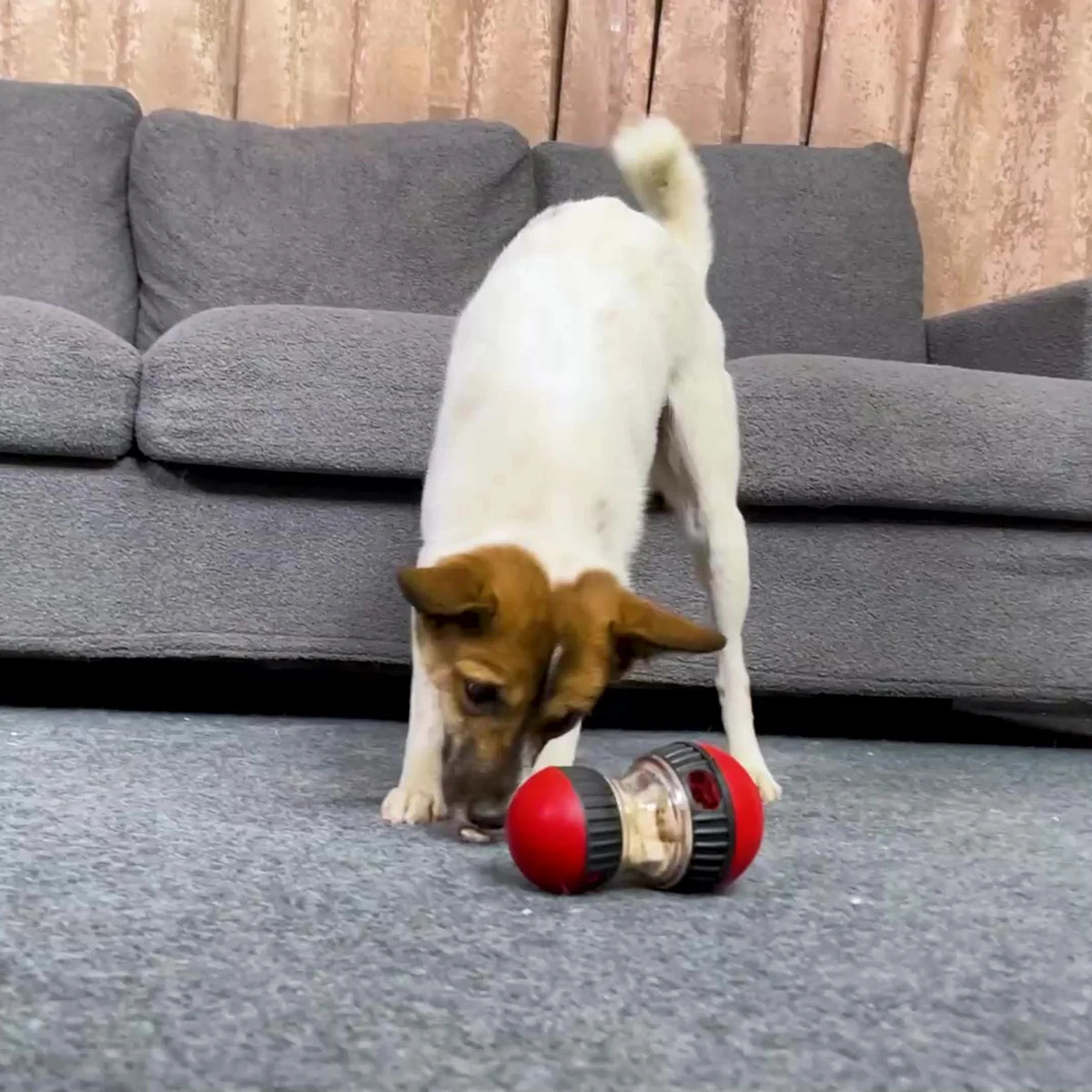 Interactive Slow Feeder Ball Toy for Dogs &amp; Cats – PetJoy